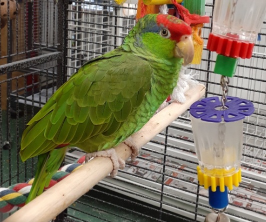 Mexican Red Headed Amazon, hand-fed parrot, tamed parrot, vaccinated parrot, exotic bird care, parrot nutrition, parrot grooming, pet parrots for sale, parrot toys, parrot cages