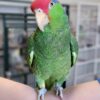 Mexican Red Headed Amazon, hand-fed parrot, tamed parrot, vaccinated parrot, exotic bird care, parrot nutrition, parrot grooming, pet parrots for sale, parrot toys, parrot cages