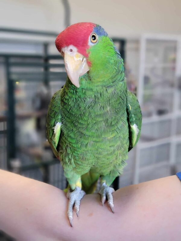 Mexican Red Headed Amazon, hand-fed parrot, tamed parrot, vaccinated parrot, exotic bird care, parrot nutrition, parrot grooming, pet parrots for sale, parrot toys, parrot cages