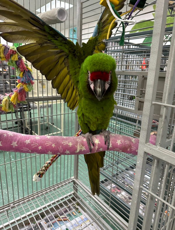 Military Macaw for sale Hand-fed Military Macaw Tame Military Macaw parrot Military Macaw care and diet Talking green macaw species Medium-sized macaws for sale Macaws with red crown feathers Military Macaw personality Socialized macaw parrot USA CITES-compliant macaw breeder Affordable macaw for experienced owners Military Macaw cage requirements Military Macaw for sale Hand-fed Military Macaw Tame Military Macaw parrot Military Macaw care and diet Talking green macaw species Medium-sized macaws for sale Macaws with red crown feathers Military Macaw personality Socialized macaw parrot USA CITES-compliant macaw breeder Affordable macaw for experienced owners Military Macaw cage requirements