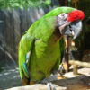 Military macaw Military Macaw for sale Hand-fed Military Macaw Tame Military Macaw parrot Military Macaw care and diet Talking green macaw species Medium-sized macaws for sale Macaws with red crown feathers Military Macaw personality Socialized macaw parrot USA CITES-compliant macaw breeder Affordable macaw for experienced owners Military Macaw cage requirements