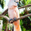 Moluccan Cockatoo