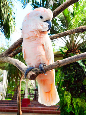 Moluccan Cockatoo