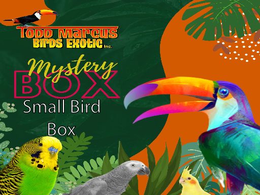 Mystery-Box-small