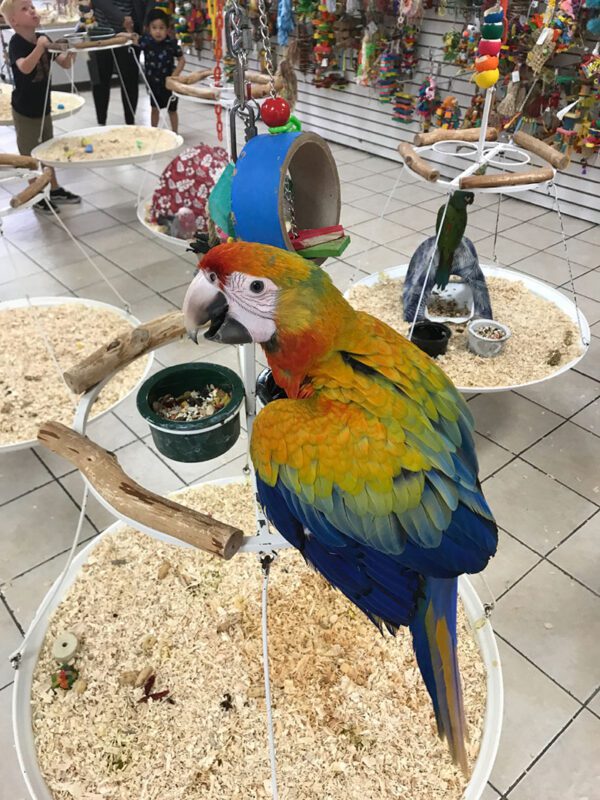 Catalina Macaw Catalina Macaw for sale Macaw hybrid species Red and blue macaw Macaw care guide Best food for Catalina Macaw Macaw cage size and setup Large parrots for home Talking macaw species Hulled hemp seeds for parrots Parrot diet and nutrition Exotic bird food for macaws Intelligent pet birds Macaw enrichment toys Catalina Macaw Catalina Macaw for sale Macaw hybrid species Red and blue macaw Macaw care guide Best food for Catalina Macaw Macaw cage size and setup Large parrots for home Talking macaw species Hulled hemp seeds for parrots Parrot diet and nutrition Exotic bird food for macaws Intelligent pet birds Macaw enrichment toys