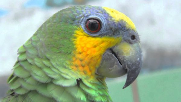 Orange-Winged-Amazon-1-600x338 Orange Winged Amazon