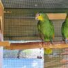 Orange Winged Amazon