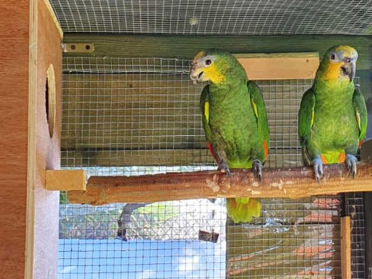 Orange-Winged-Amazon-4-534x400 Orange Winged Amazon