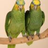Orange Winged Amazon