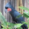 Palm-Cockatoo