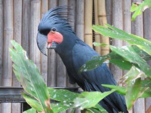 Palm-Cockatoo