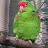 Red Spectacled Amazon