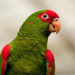 Red-Spectacled-Amazon-2-300x300 Red Spectacled Amazon