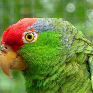 Red-Spectacled-Amazon-3-300x300 Red Spectacled Amazon