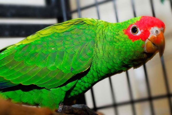 Red-Spectacled-Amazon-600x400 Red Spectacled Amazon