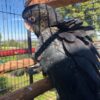 Red-Tailed Black Cockatoo