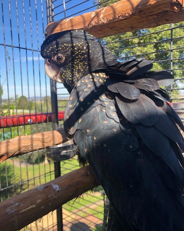Red-Tailed-Black-Cockatoo-1-600x750 Red-Tailed Black Cockatoo
