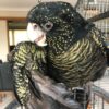 Red-Tailed Black Cockatoo
