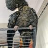 Red-Tailed Black Cockatoo