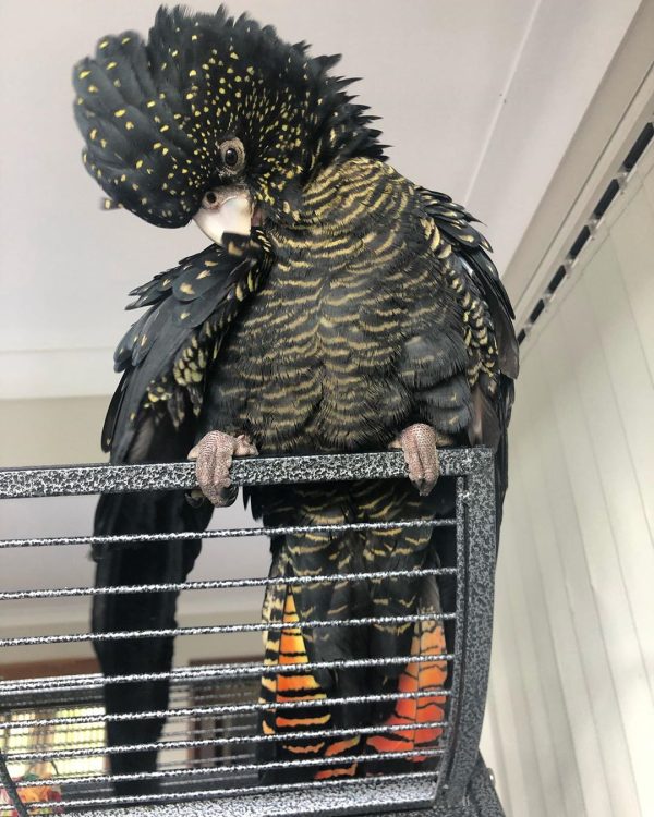 Red-Tailed-Black-Cockatoo-3-600x750 Red-Tailed Black Cockatoo