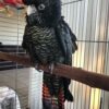 Red-Tailed Black Cockatoo