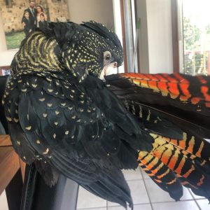 Red-Tailed-Black-Cockatoo-4-300x300 Red-Tailed Black Cockatoo