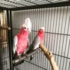 Rose Breasted Cockatoo