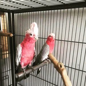 Rose Breasted Cockatoo
