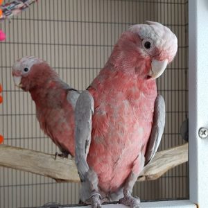 Rose Breasted Cockatoo