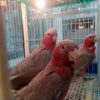 Rose Breasted Cockatoo