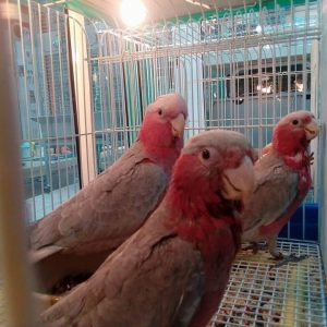 Rose Breasted Cockatoo