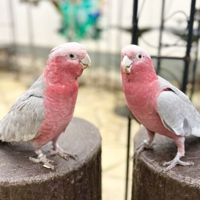 Rose Breasted Cockatoo
