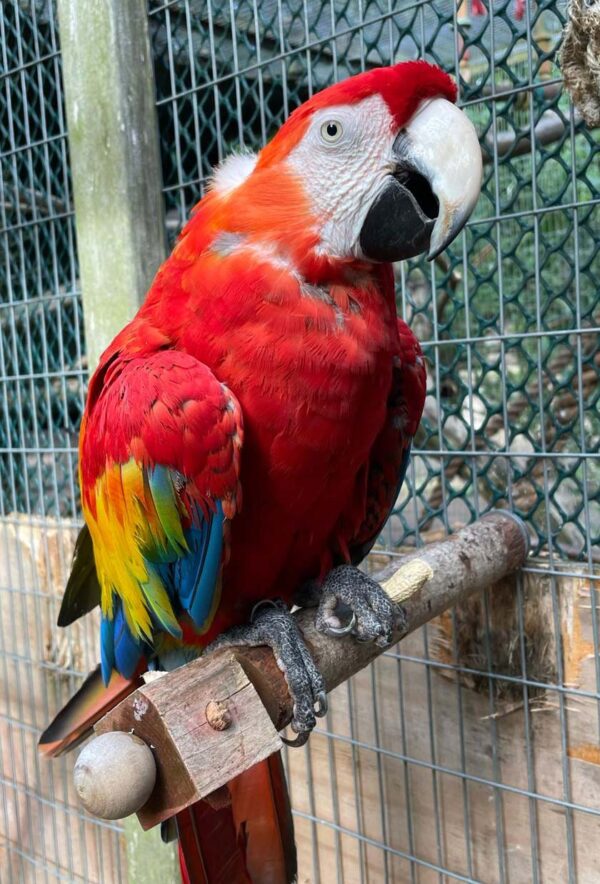 Scarlet Macaw for sale Hand-fed Scarlet Macaw parrot Tame Scarlet Macaw USA Scarlet Macaw breeder in the United States Red macaw for sale Talking Scarlet Macaw parrot Scarlet Macaw diet and care Long-living exotic parrots Large macaws for experienced owners Macaw with red yellow and blue feathers Socialized Scarlet Macaw parrot CITES-compliant macaw breeder Scarlet Macaw for sale Hand-fed Scarlet Macaw parrot Tame Scarlet Macaw USA Scarlet Macaw breeder in the United States Red macaw for sale Talking Scarlet Macaw parrot Scarlet Macaw diet and care Long-living exotic parrots Large macaws for experienced owners Macaw with red yellow and blue feathers Socialized Scarlet Macaw parrot CITES-compliant macaw breeder