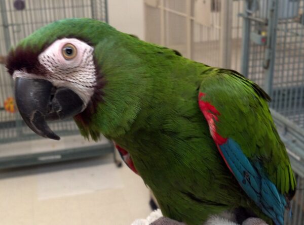 Scarlet Macaw Parrots Severe Macaw for sale Hand-fed Severe Macaw parrot Tame Chestnut-fronted Macaw Medium-sized macaw for home Mini macaw species Severe Macaw care and feeding Socialized Severe Macaw USA Talking macaws under 20 inches Macaw with brown forehead Severe Macaw cage requirements Hand-raised macaws for adoption Ethical macaw breeders USA