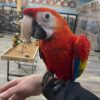 Scarlet Macaw bird near me USA Scarlet Macaw for sale Hand-fed Scarlet Macaw parrot Tame Scarlet Macaw USA Scarlet Macaw breeder in the United States Red macaw for sale Talking Scarlet Macaw parrot Scarlet Macaw diet and care Long-living exotic parrots Large macaws for experienced owners Macaw with red yellow and blue feathers Socialized Scarlet Macaw parrot CITES-compliant macaw breeder