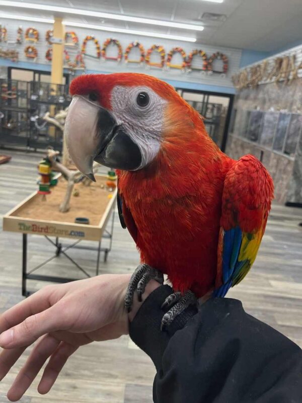 Scarlet Macaw bird near me USA Scarlet Macaw for sale Hand-fed Scarlet Macaw parrot Tame Scarlet Macaw USA Scarlet Macaw breeder in the United States Red macaw for sale Talking Scarlet Macaw parrot Scarlet Macaw diet and care Long-living exotic parrots Large macaws for experienced owners Macaw with red yellow and blue feathers Socialized Scarlet Macaw parrot CITES-compliant macaw breeder