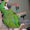 Severe Macaw
