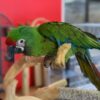 Severe Macaw