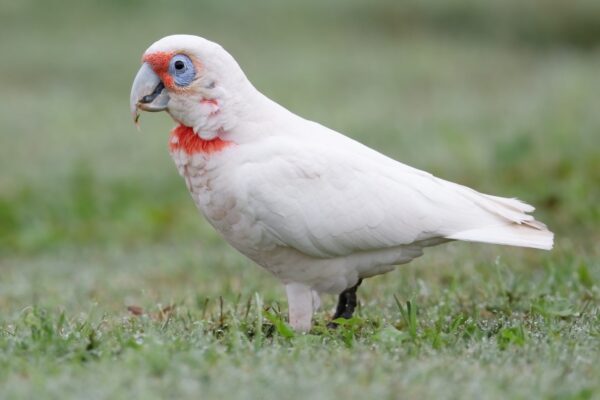 Slender-Billed-Cockatoo-2-1536x1024 Slender Billed Cockatoo