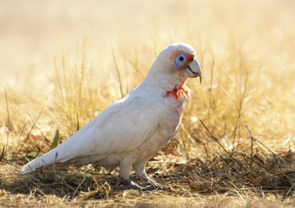 Slender-Billed-Cockatoo-4 Slender Billed Cockatoo