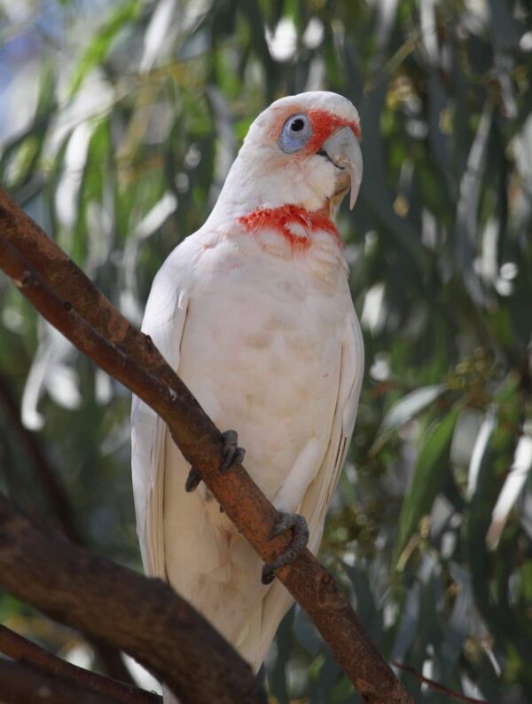 Slender-Billed-Cockatoo-5 Slender Billed Cockatoo