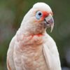 Slender Billed Cockatoo