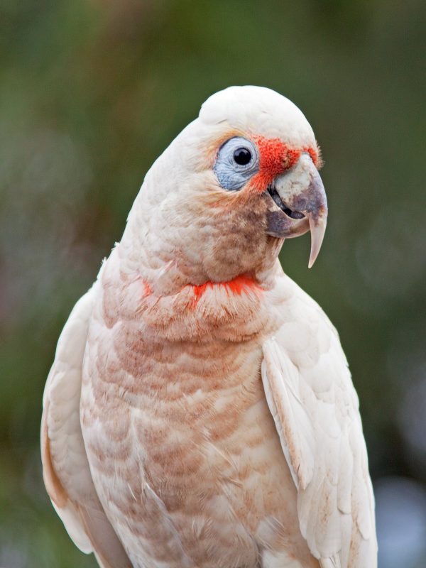 Slender-Billed-Cockatoo-6-600x800 Slender Billed Cockatoo