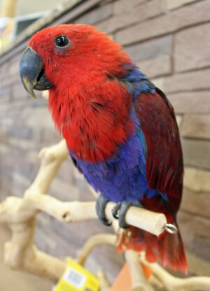 Solomon Island Eclectus Parrots Solomon Island Eclectus Parrot, Handfed Solomon Island Eclectus, Rare Eclectus Parrot, Exotic Pet Bird, Intelligent Pet Parrot, Vibrant Tropical Bird, Playful Eclectus Companion, Calm Family Parrot, Healthy Exotic Bird, Handfed Tropical Parrot, Tame Parrot for Sale, Safe Bird Shipping, Todd Marcus Birds Exotic, Loyal Pet Parrot, Interactive Parrot Companion, Exotic Talking Bird, Vibrant Pet Parrot, Luxury Pet Bird