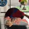 Solomon Island Eclectus Parrot, Handfed Solomon Island Eclectus, Rare Eclectus Parrot, Exotic Pet Bird, Intelligent Pet Parrot, Vibrant Tropical Bird, Playful Eclectus Companion, Calm Family Parrot, Healthy Exotic Bird, Handfed Tropical Parrot, Tame Parrot for Sale, Safe Bird Shipping, Todd Marcus Birds Exotic, Loyal Pet Parrot, Interactive Parrot Companion, Exotic Talking Bird, Vibrant Pet Parrot, Luxury Pet Bird