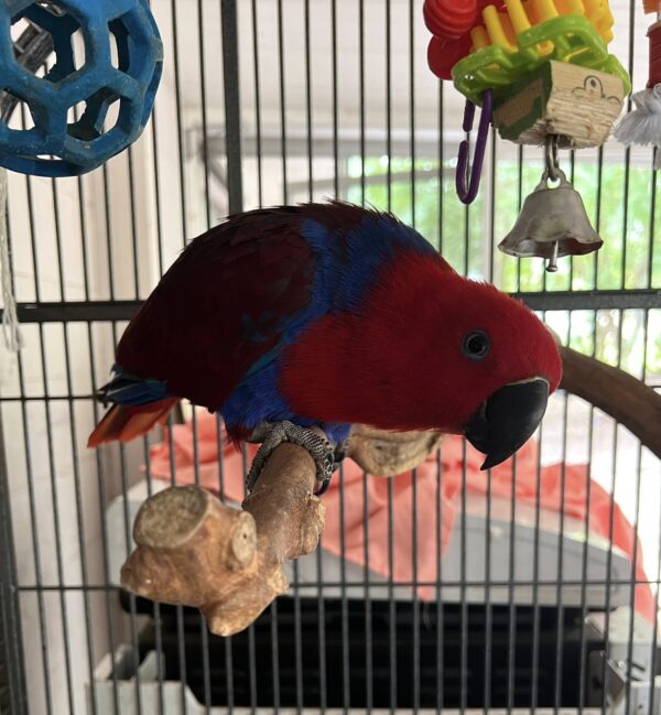 Solomon Island Eclectus Parrot, Handfed Solomon Island Eclectus, Rare Eclectus Parrot, Exotic Pet Bird, Intelligent Pet Parrot, Vibrant Tropical Bird, Playful Eclectus Companion, Calm Family Parrot, Healthy Exotic Bird, Handfed Tropical Parrot, Tame Parrot for Sale, Safe Bird Shipping, Todd Marcus Birds Exotic, Loyal Pet Parrot, Interactive Parrot Companion, Exotic Talking Bird, Vibrant Pet Parrot, Luxury Pet Bird