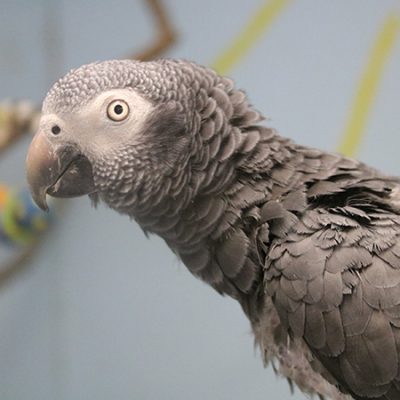 Timneh-African-Grey-Parrot-1-400x400