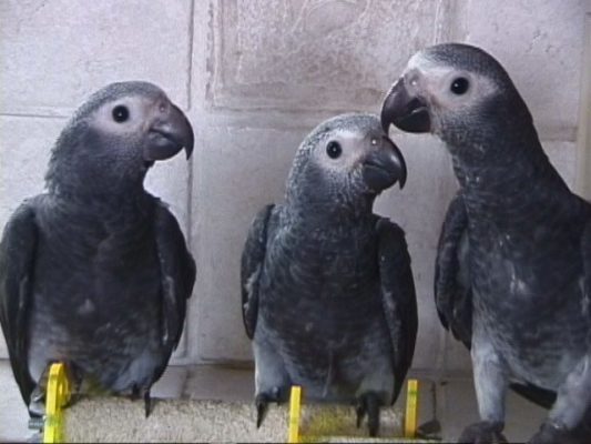 Timneh-African-Grey-Parrot-2-533x400