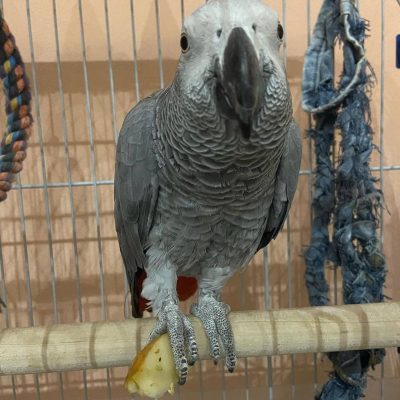 Timneh-African-Grey-Parrot-3-400x400
