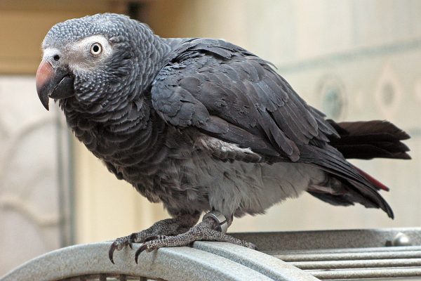Timneh-African-Grey-Parrot-600x400